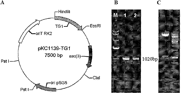 Transglutam kinase coding gene interrupted streptomyces hygroscopicus and application thereof