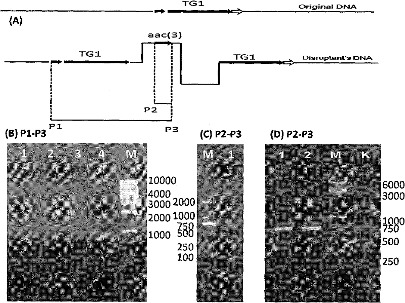 Transglutam kinase coding gene interrupted streptomyces hygroscopicus and application thereof