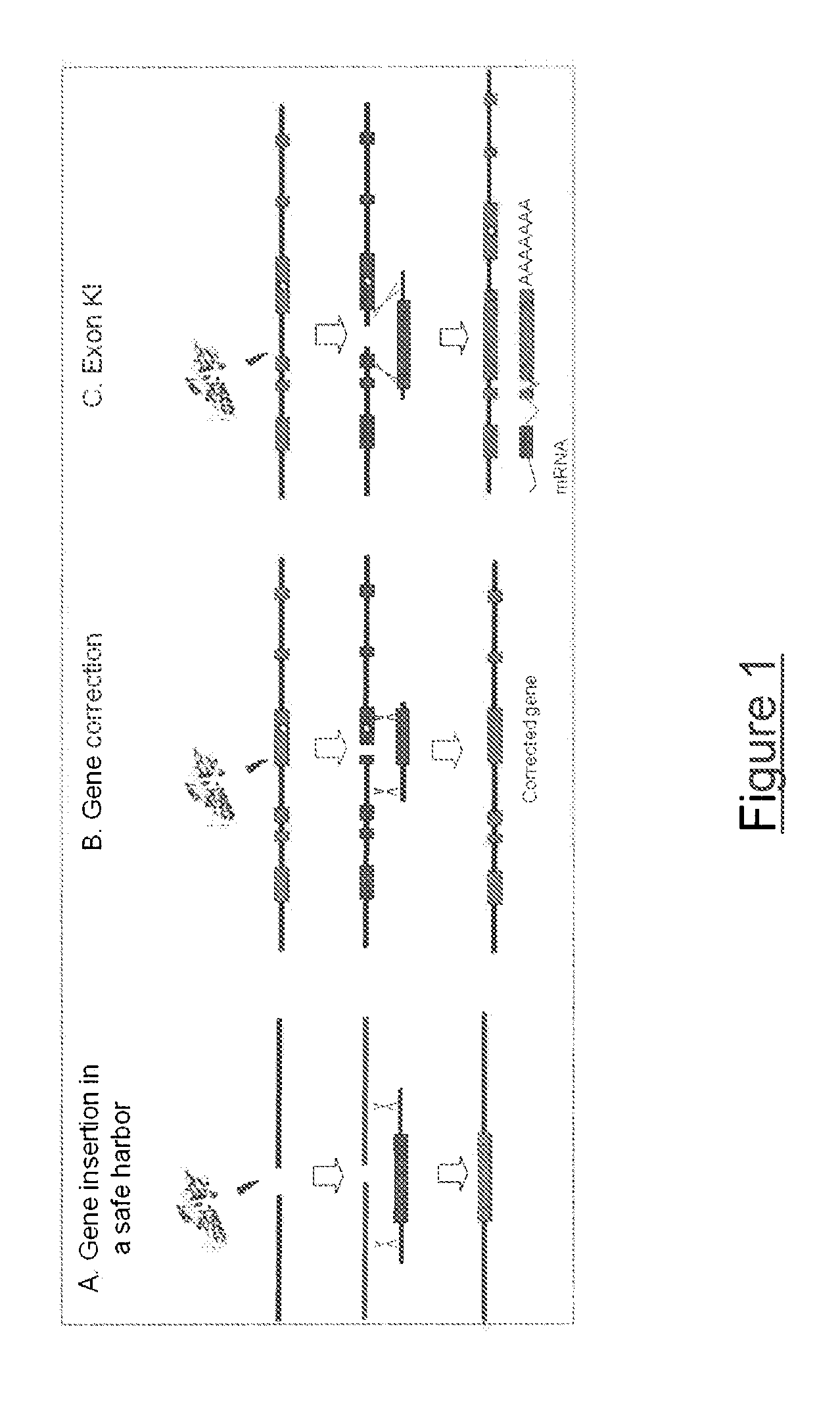 Meganuclease variants cleaving a DNA target sequence from the dystrophin gene and uses thereof