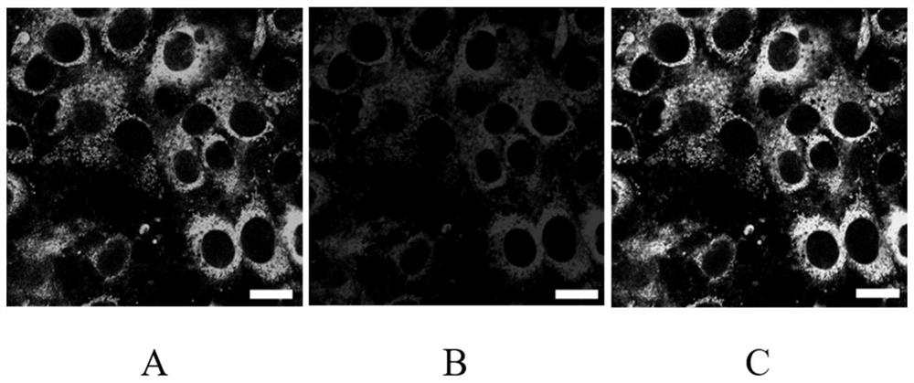 Mitochondrion-targeting BODIPY compound and preparation method and application of liposome-coated nanoparticles of BODIPY compound