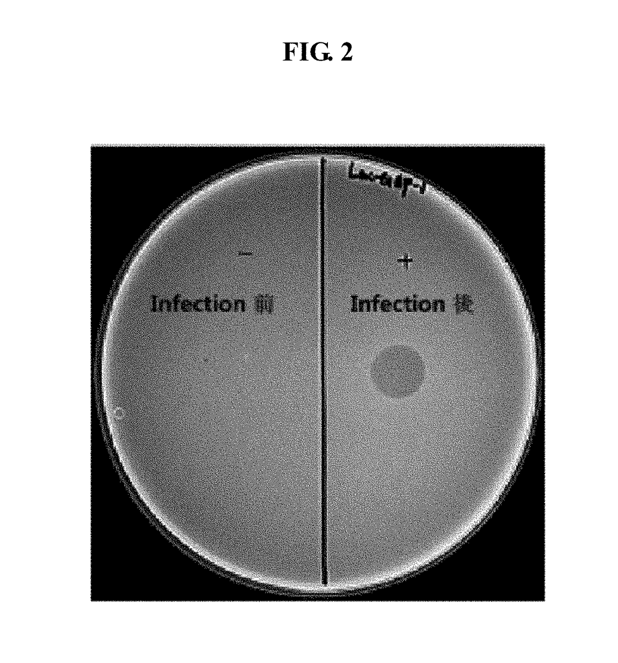 Novel lactococcus garvieae bacteriophage lac-gap-1 and use thereof in suppressing proliferation of lactococcus garvieae bacteria