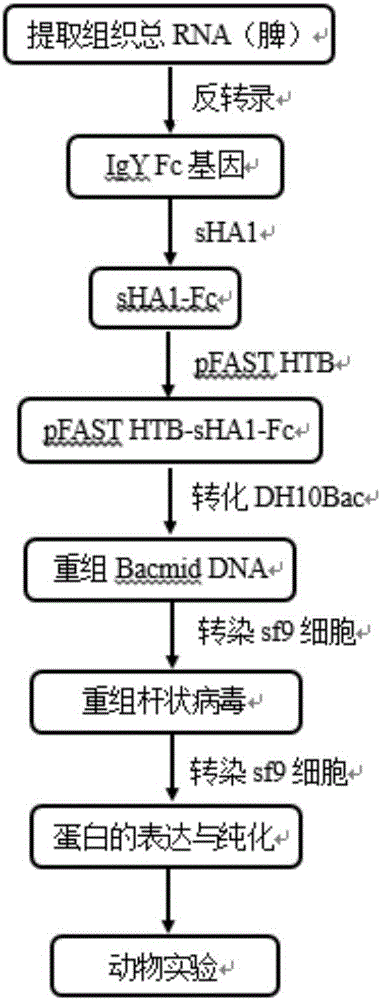 Fusion protein sHA1-Fc and application
