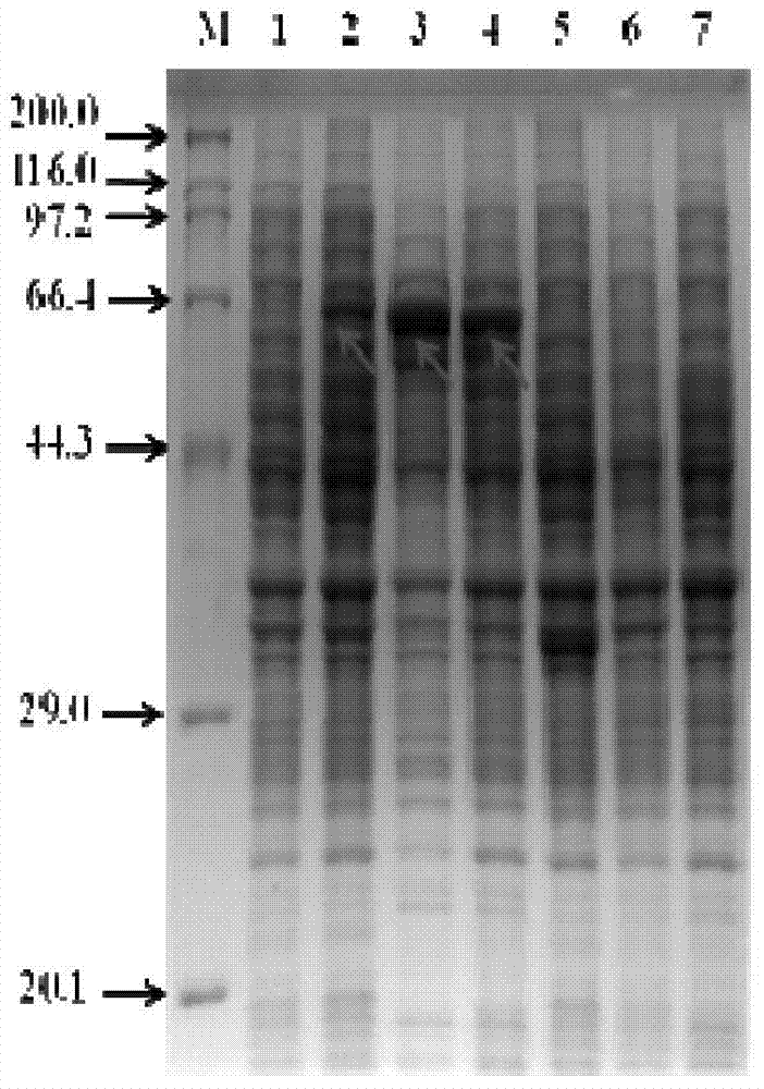 Recomposed escherichia coli base cell for efficient synthesis of terpene chemical compounds as well as preparation method and application thereof