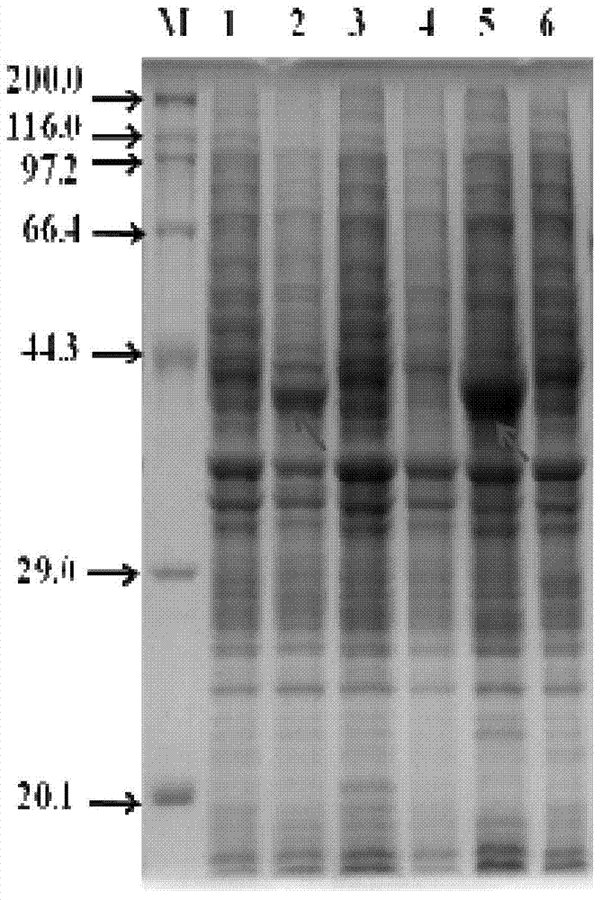 Recomposed escherichia coli base cell for efficient synthesis of terpene chemical compounds as well as preparation method and application thereof