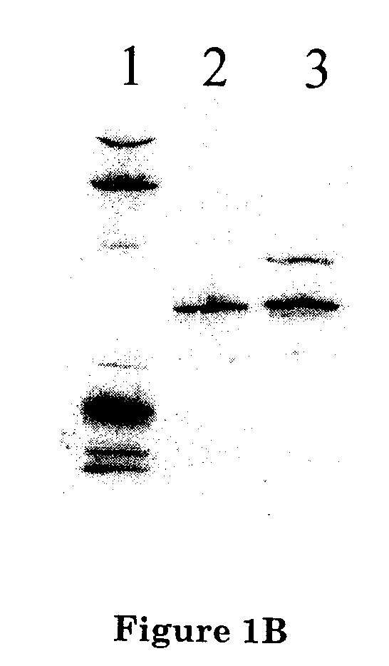 Methods and Compositions for Treating Prostate Cancer Using DNA Vaccines