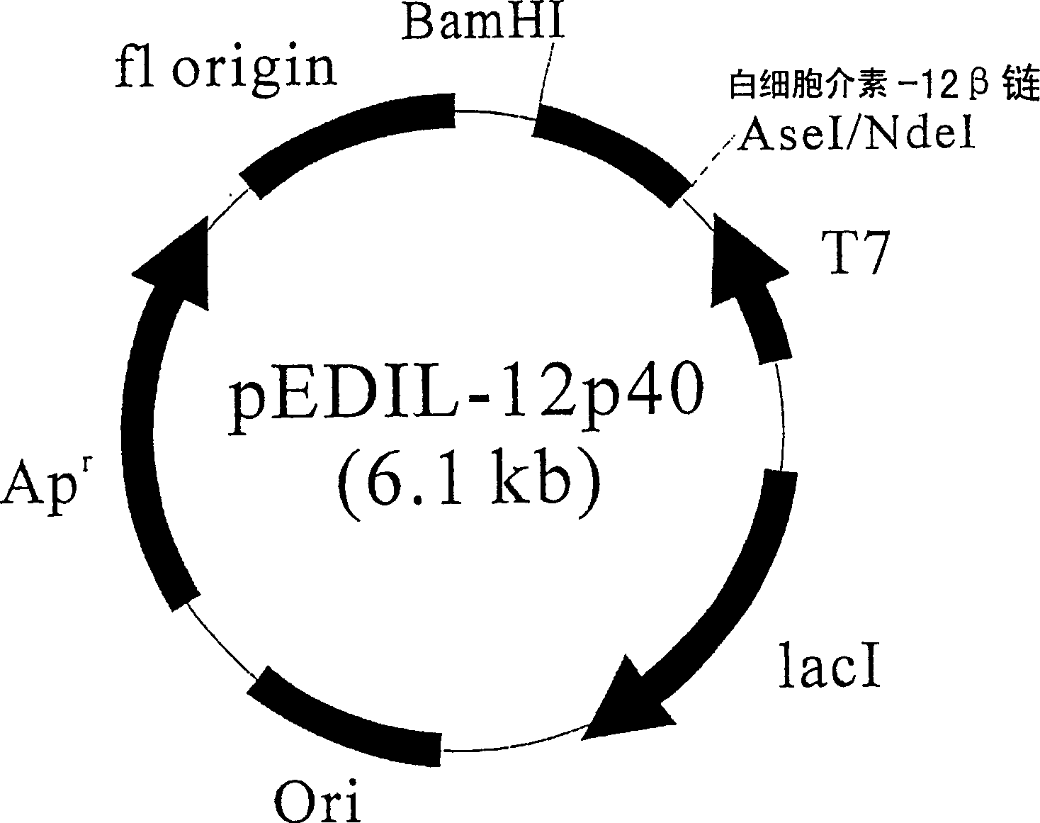 Process for preparing serine-rich protein employing cysteine synthase (cysk) gene