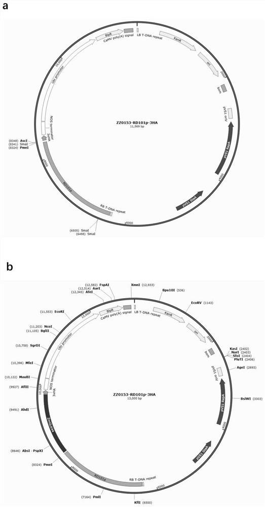 ZmGLK44 gene for regulating and controlling water utilization efficiency of corn under drought and application of ZmGLK44 gene