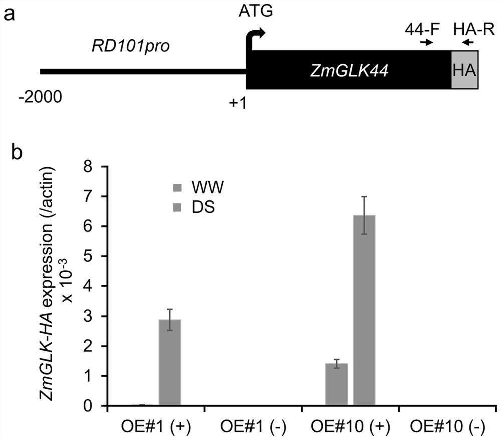 ZmGLK44 gene for regulating and controlling water utilization efficiency of corn under drought and application of ZmGLK44 gene