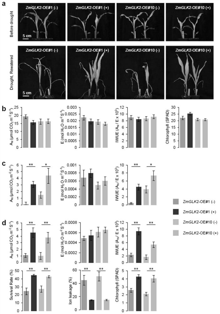 ZmGLK44 gene for regulating and controlling water utilization efficiency of corn under drought and application of ZmGLK44 gene