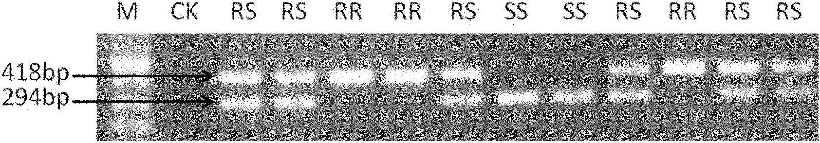 Method for detecting rose cockscomb character