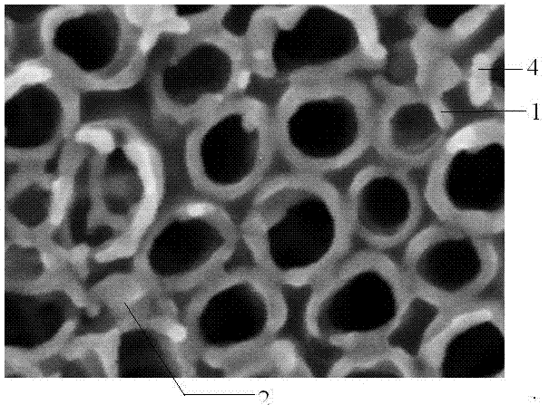 17beta-estradiol molecular imprinted silver-doped tio2 nanotube and preparation method thereof