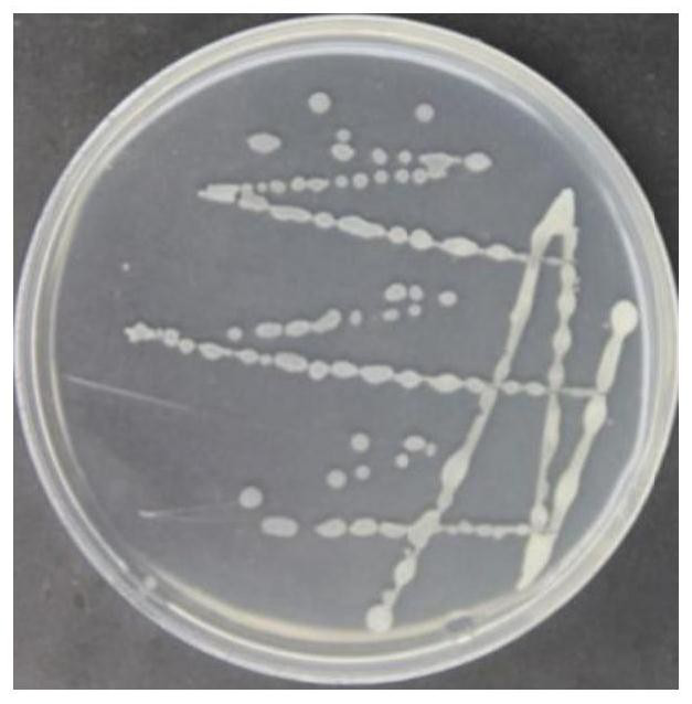 Bacillus clausii strain as well as screening method and application thereof