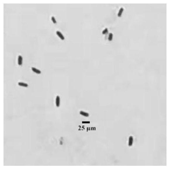 Bacillus clausii strain as well as screening method and application thereof