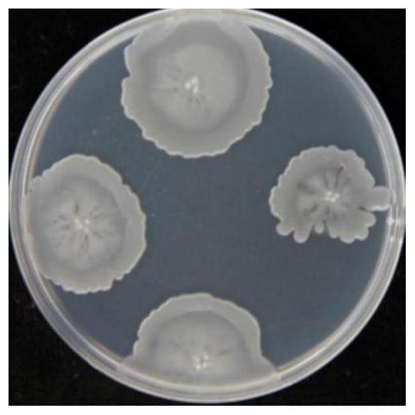 Bacillus clausii strain as well as screening method and application thereof