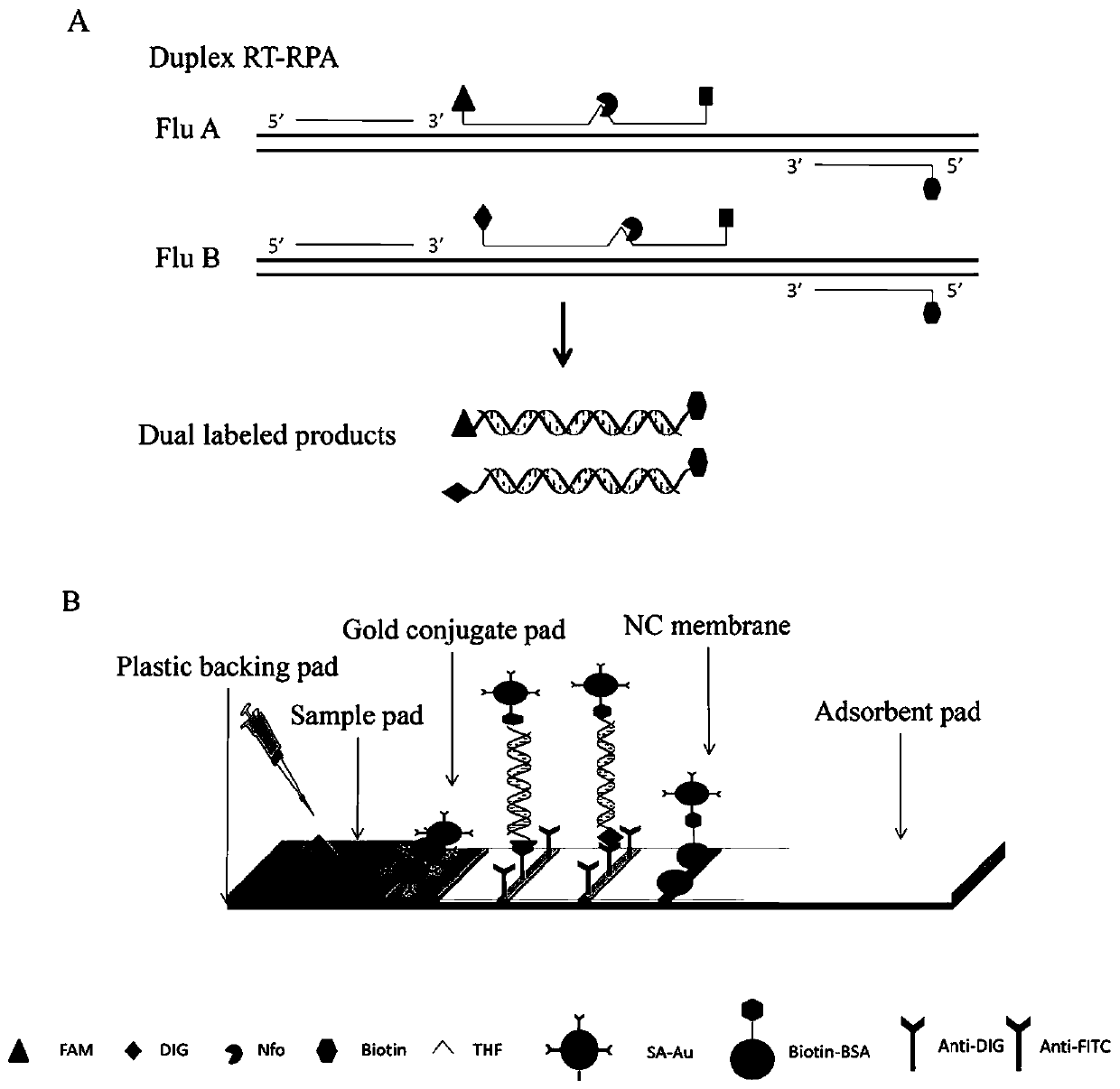 RPA (recombinase polymerase amplification) primer and RPA probe for detecting influenza B viruses, kit and application of RPA primer