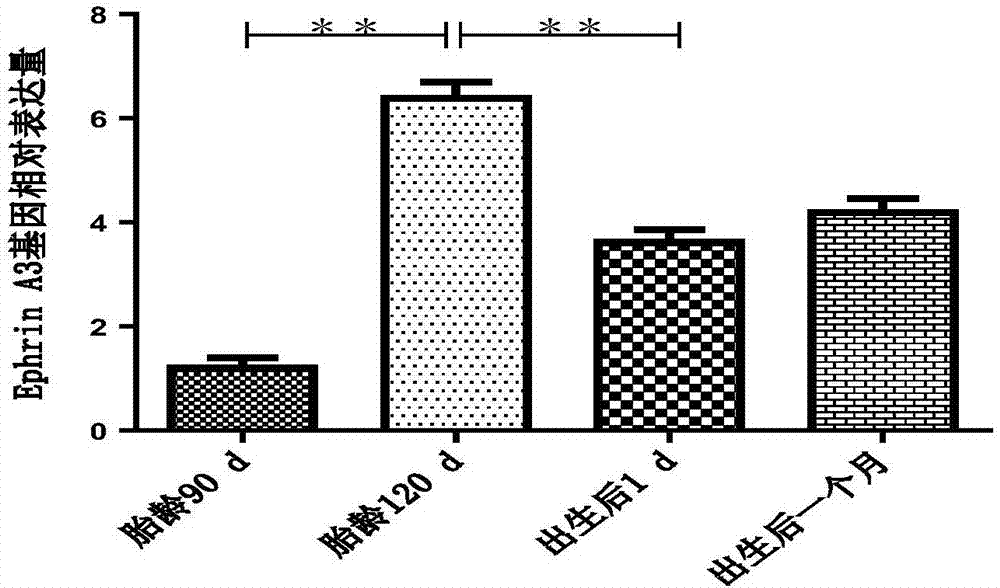 Specific primer combination used for detecting gene expression of fine-wool sheep skin follicles