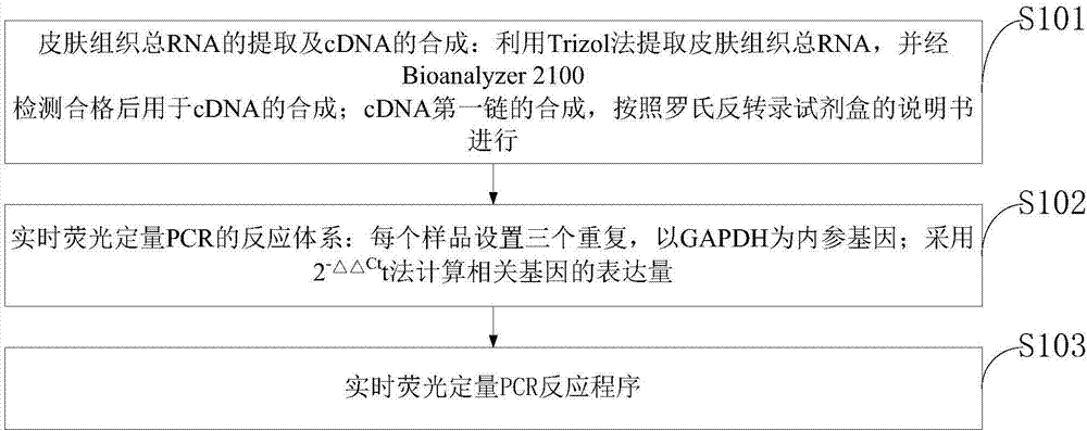 Specific primer combination used for detecting gene expression of fine-wool sheep skin follicles