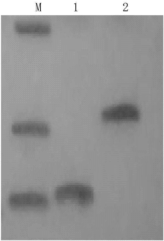 Fluorescent PCR (polymerase chain reaction) method and kit for specifically detecting Toxoplasma gondii nucleic acid