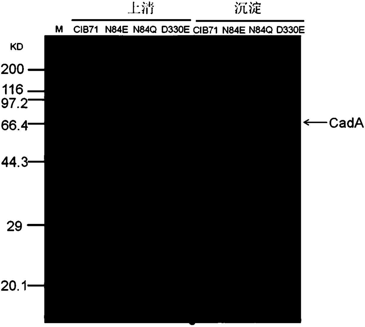 Lysine decarboxylase mutant and application thereof