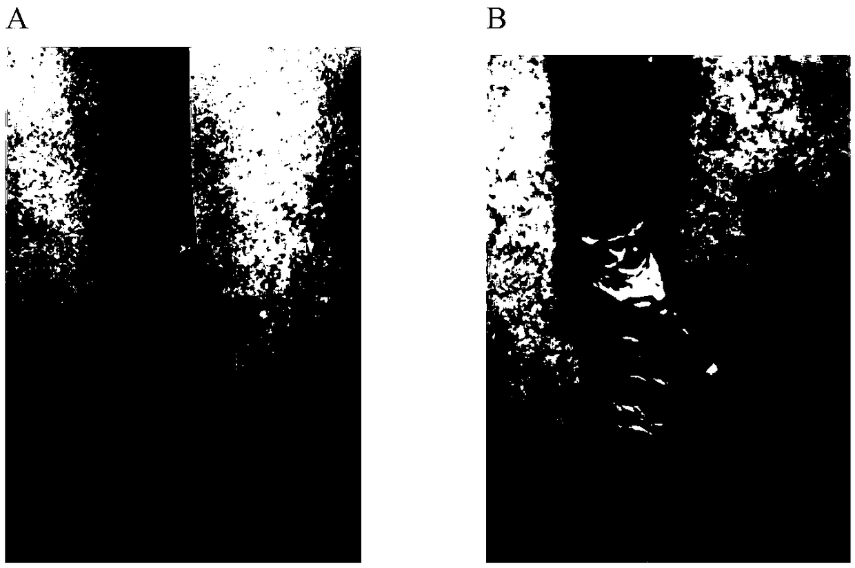 Ormosia henryi grafting method