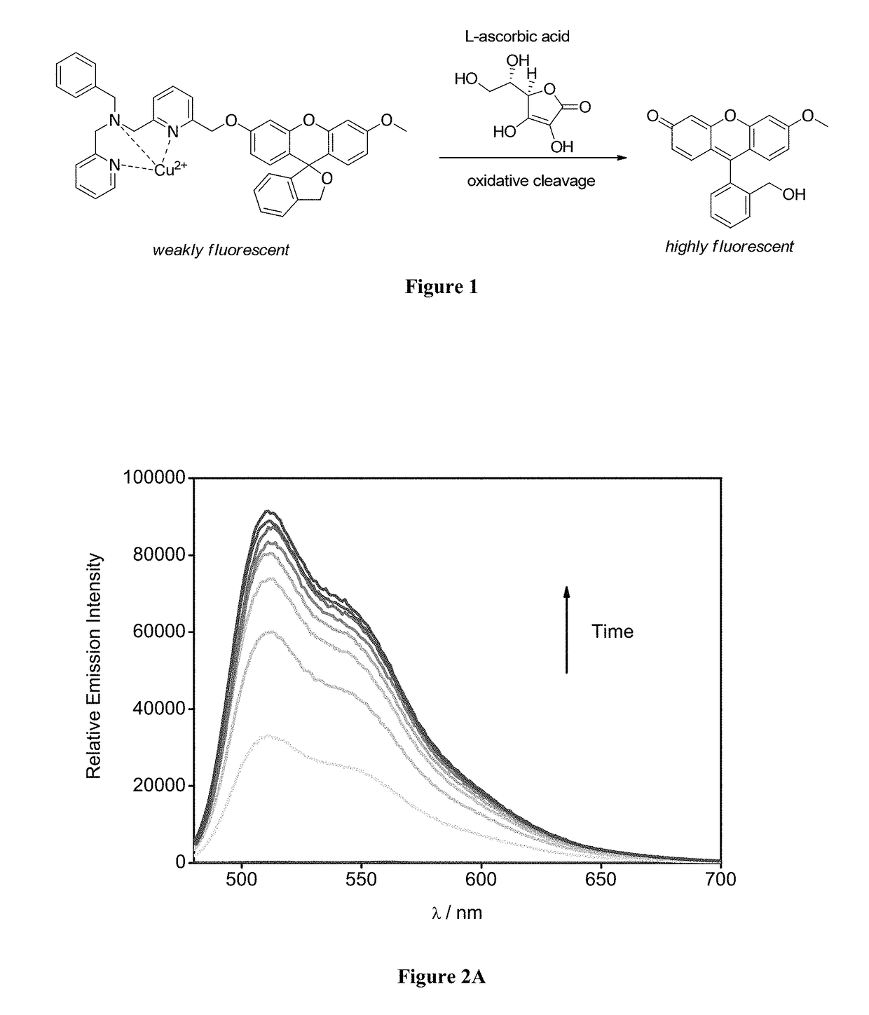 Molecular probes for ascorbate detection and methods of use