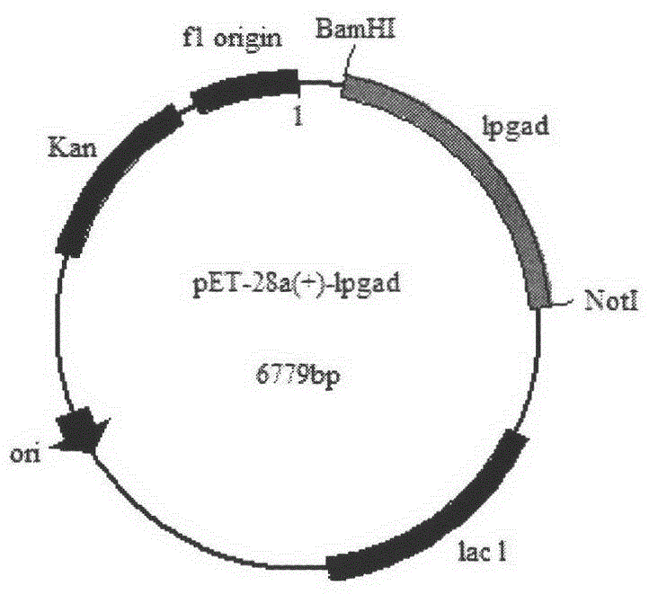 A construction method and application of high-yielding γ-aminobutyric acid recombinant E. coli/pet-28a-lpgad