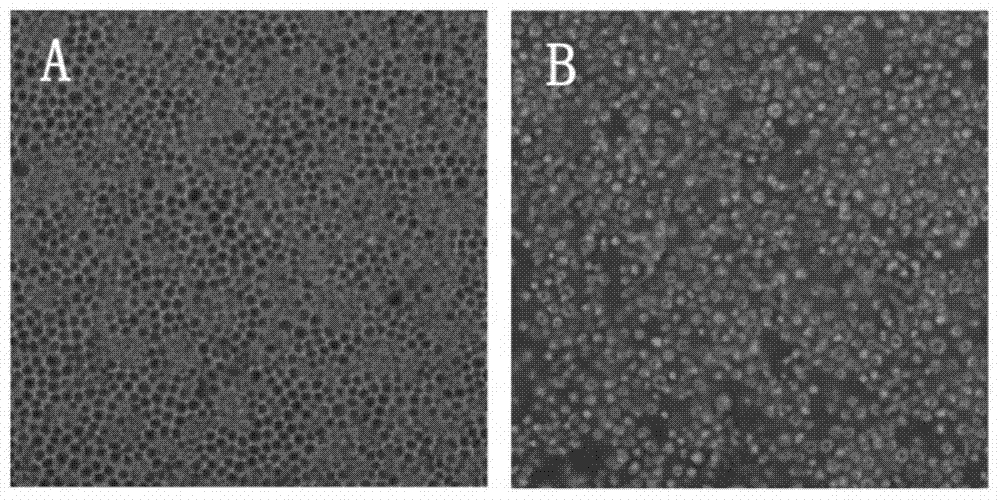 Mink parvovirus virus-like particle and its preparation method and application