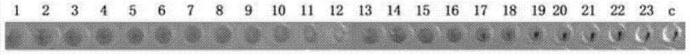 Mink parvovirus virus-like particle and its preparation method and application