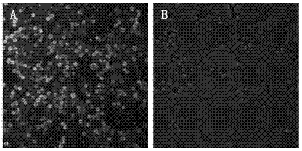 Mink parvovirus virus-like particle and its preparation method and application