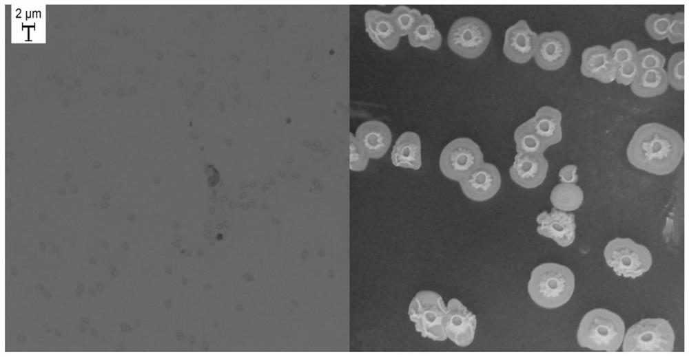 A kind of bacterial strain, bacterial agent and application