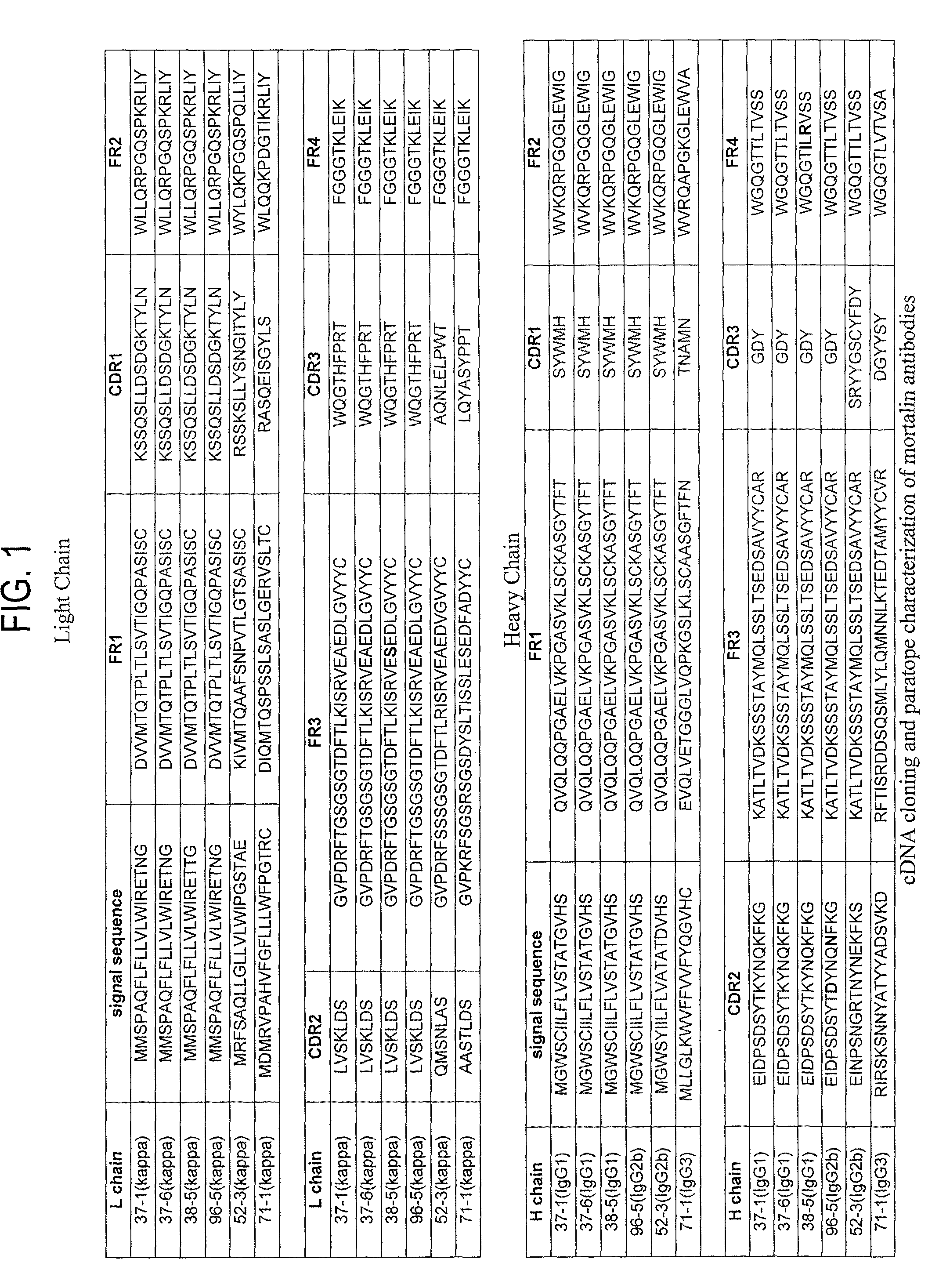 Paratope and epitope of anti-mortalin antibody