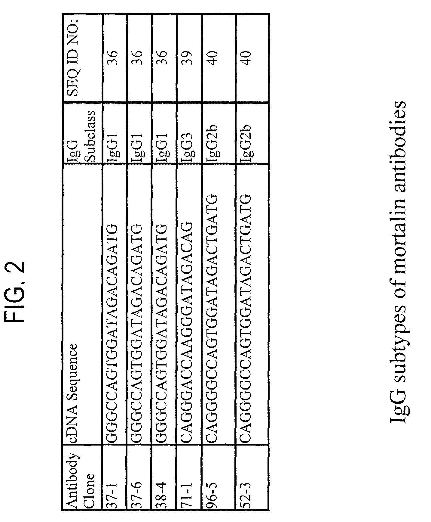 Paratope and epitope of anti-mortalin antibody