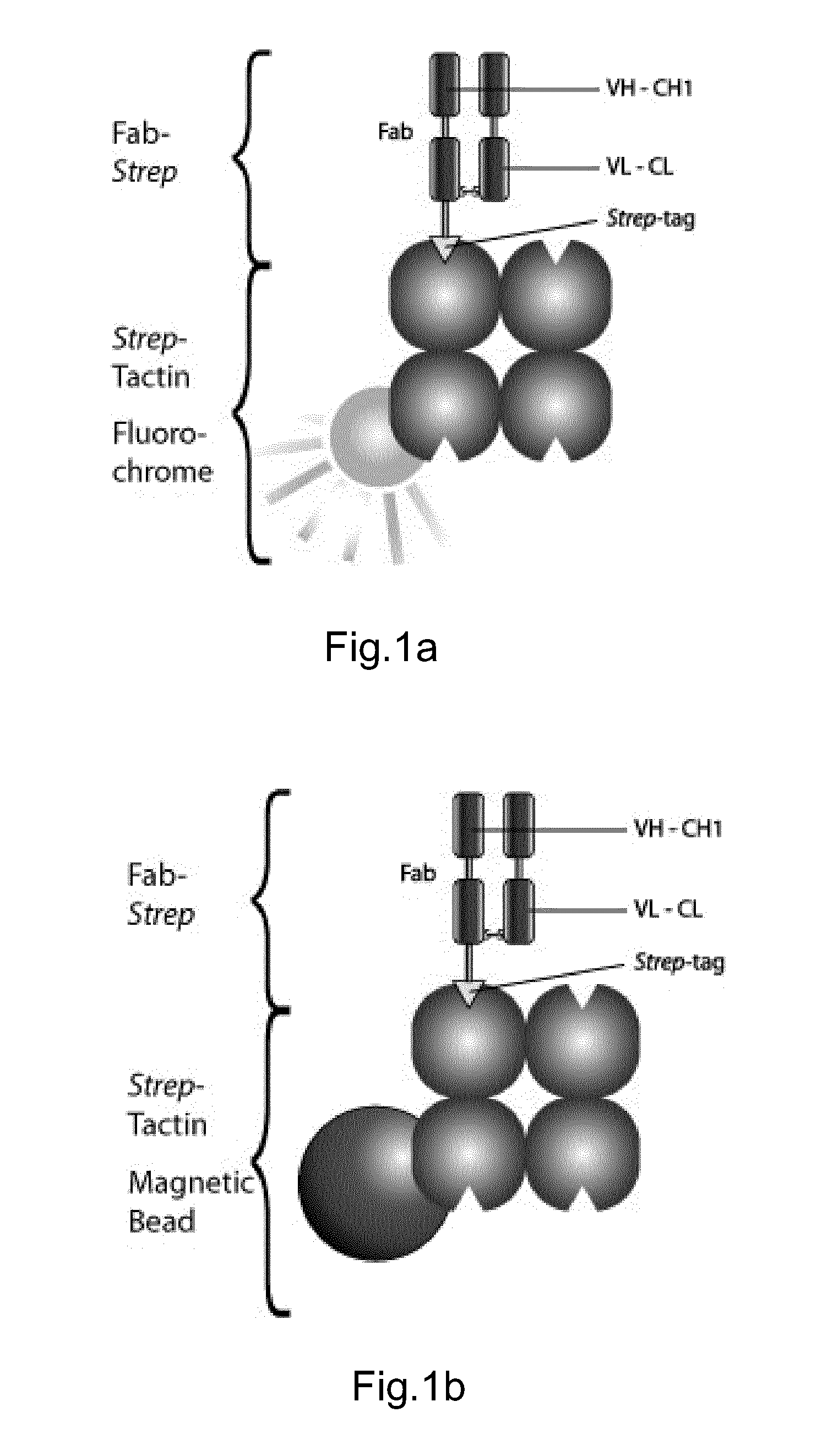 Method of reversibly staining a target cell