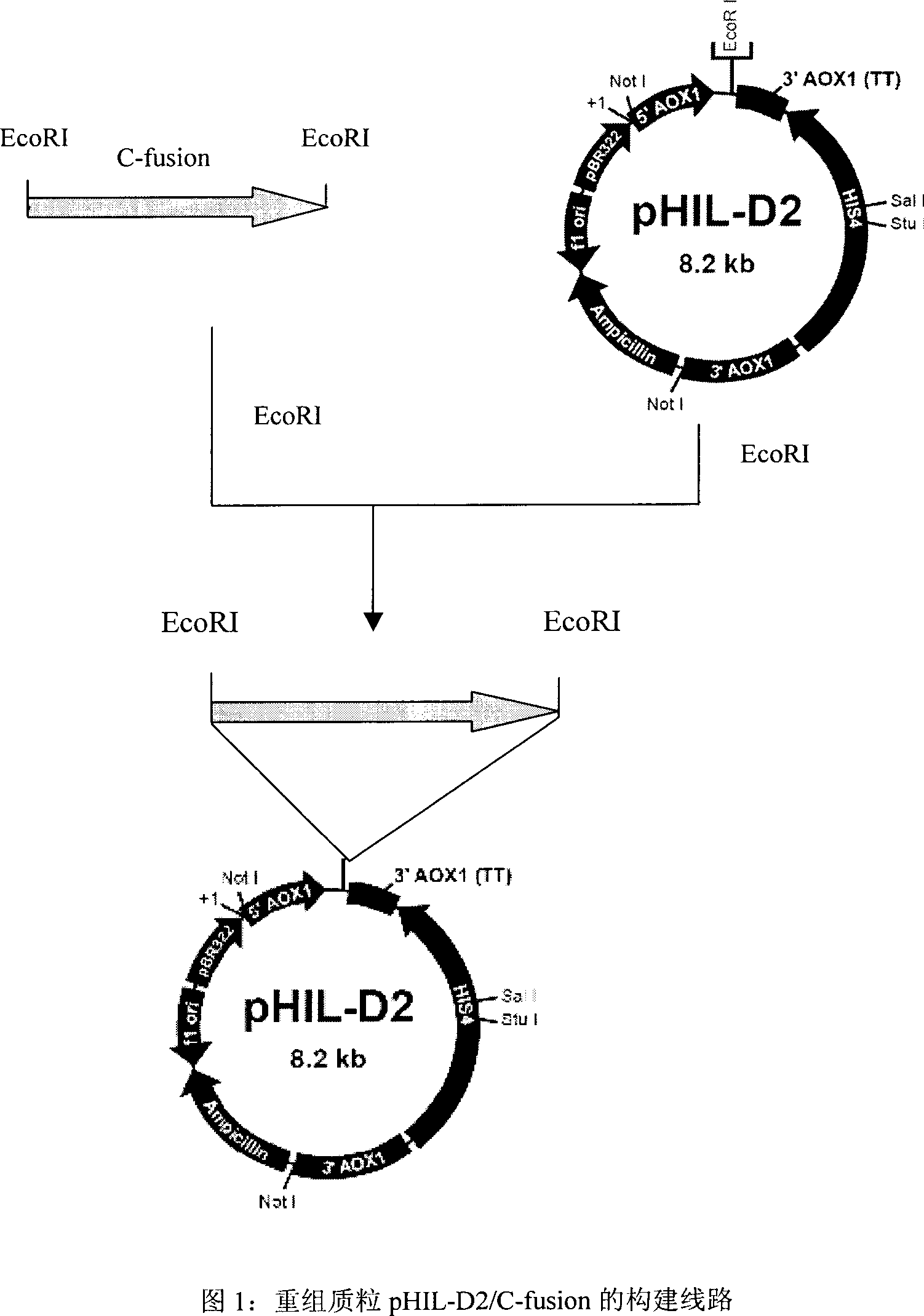 Production of recombinant insulinum primary C peptide