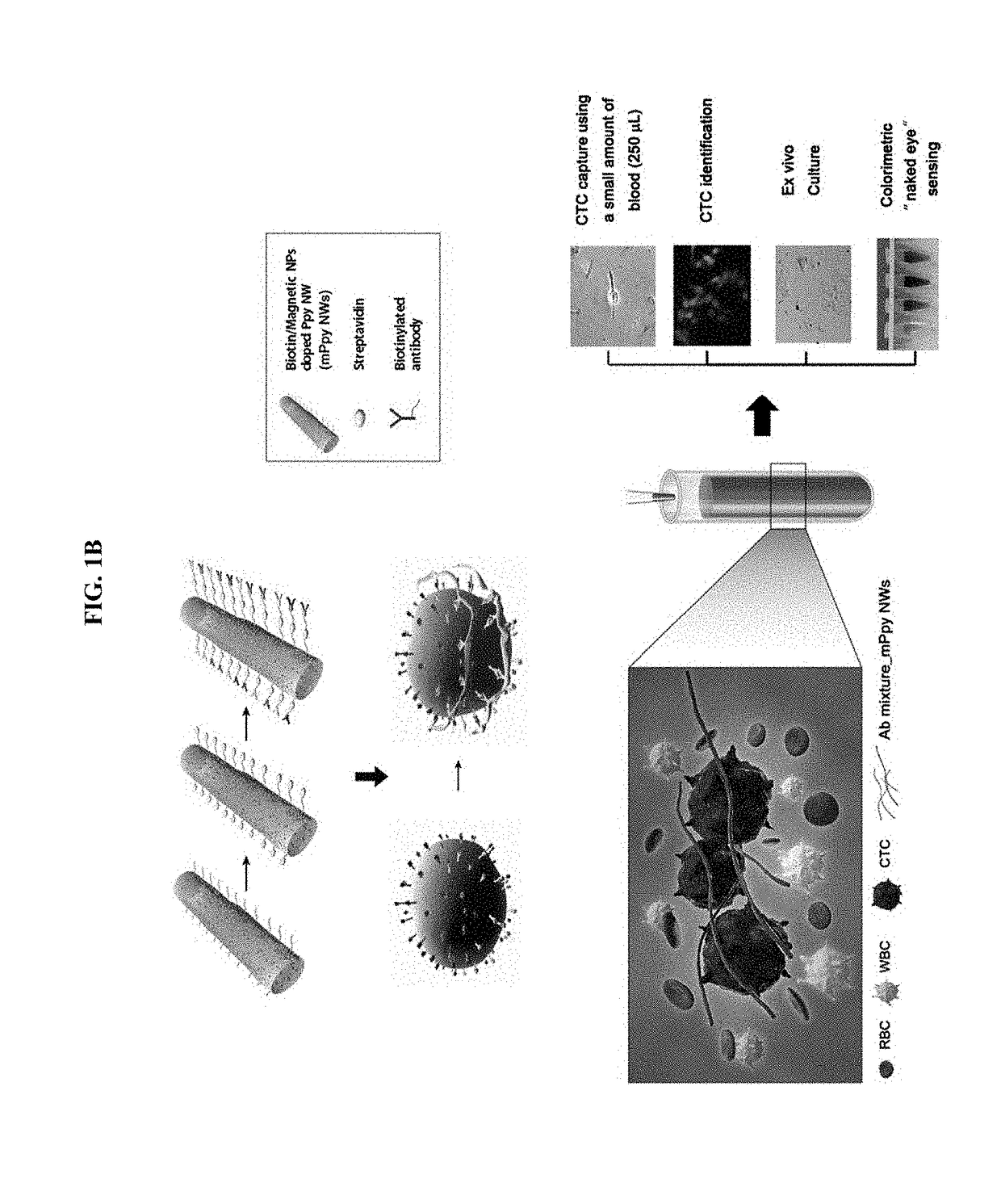 Magnetic nanostructure for detecting and isolating circulating tumor cells comprising antibody- and magnetic nanoparticle-conjugated conductive polymer