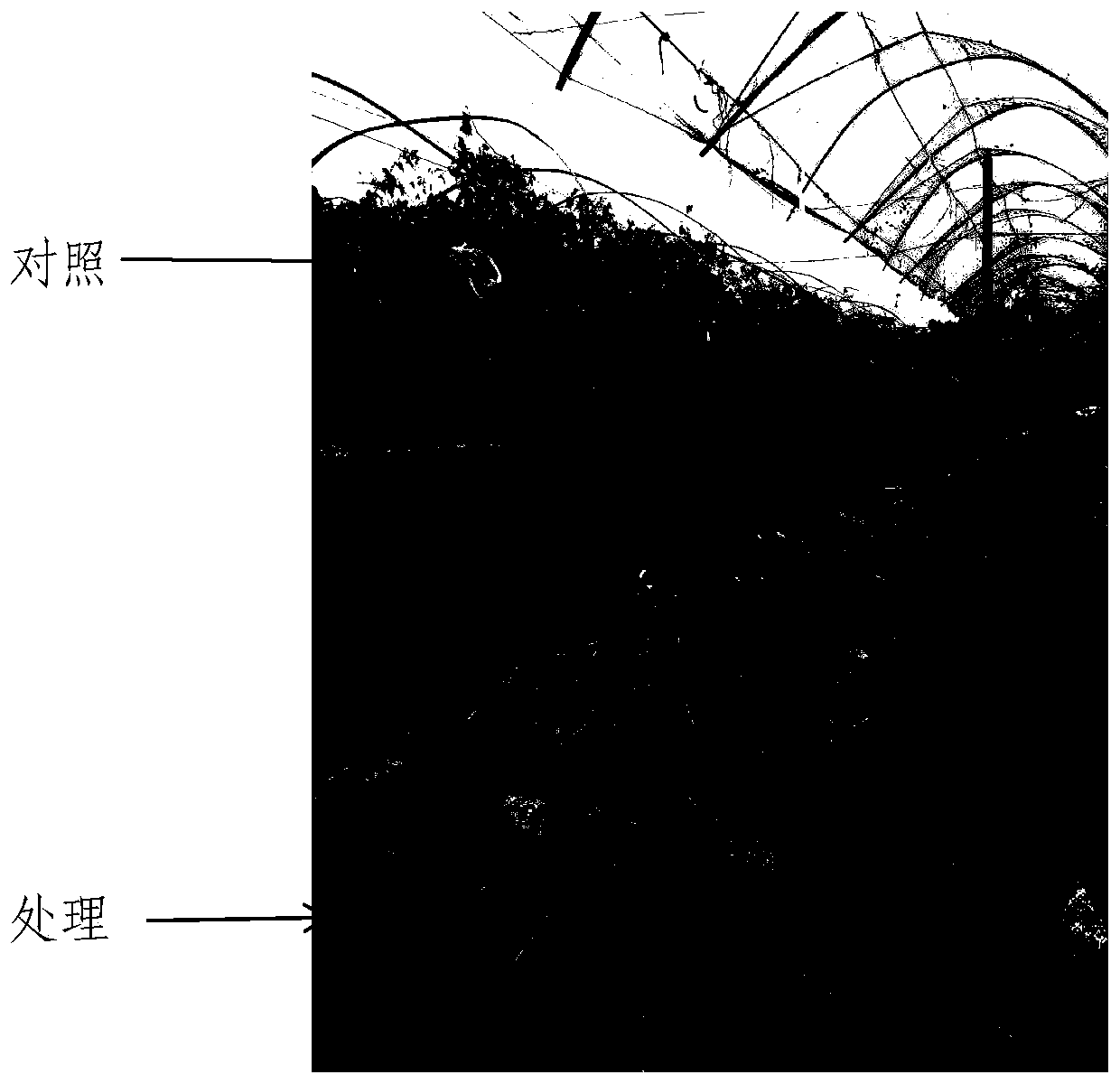 Rapid culture method for horizontal main stem of grape in northern buried culture area