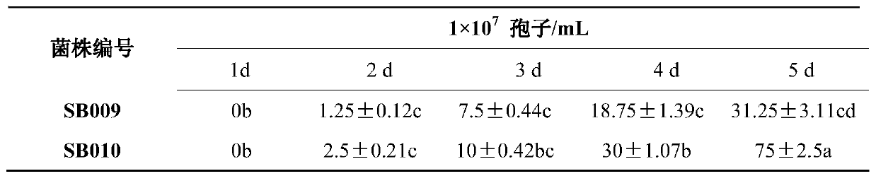 Beauveria brongniartii SB010 and application of beauveria brongniartii SB010 in prevention and treatment of thrips vulgatissimus halidayris