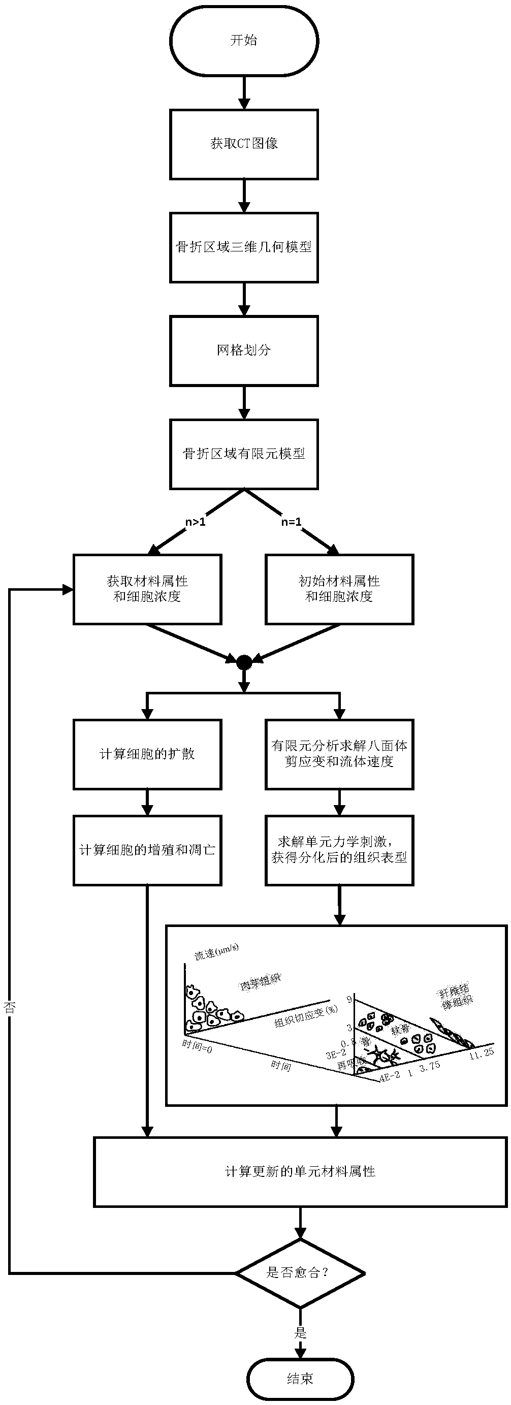 A Fracture Healing Simulation Method Based on Cell Activity