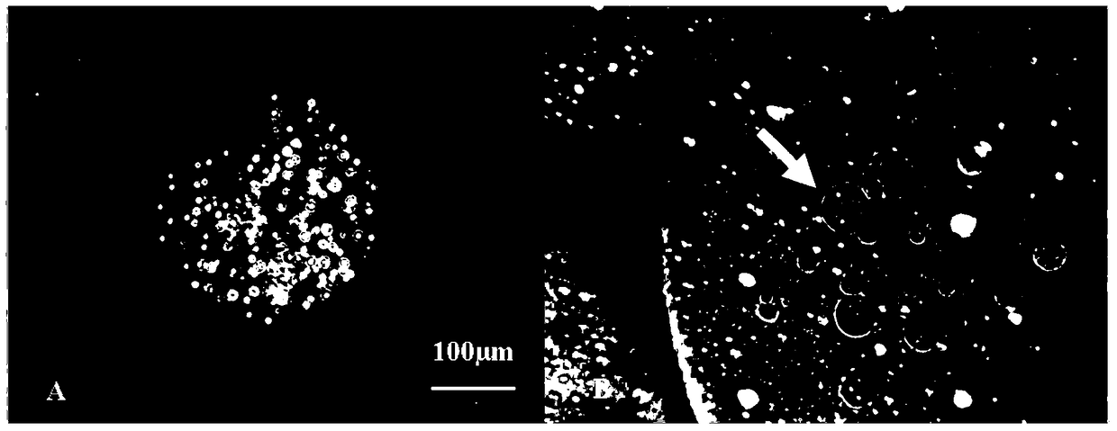 Artificial liver cell microfluidic microcapsule preparation method and microfluidic microcapsule generating device