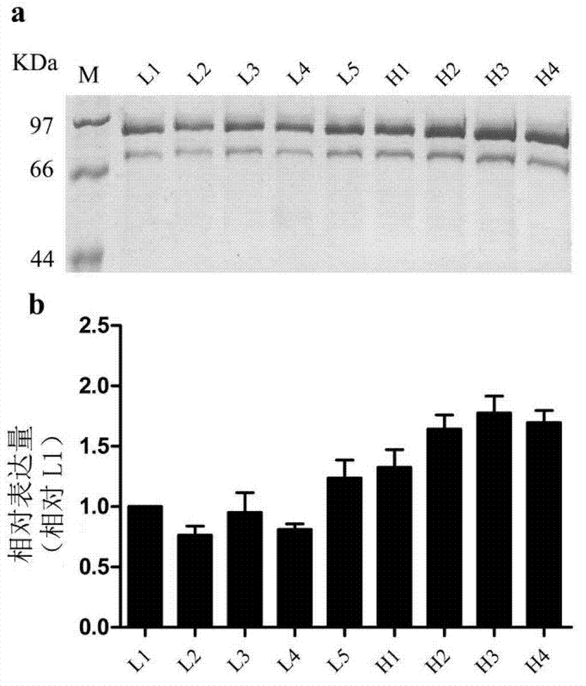 Expression system of fusion protein from human serum albumin and interleukin-1 receptor antagonist