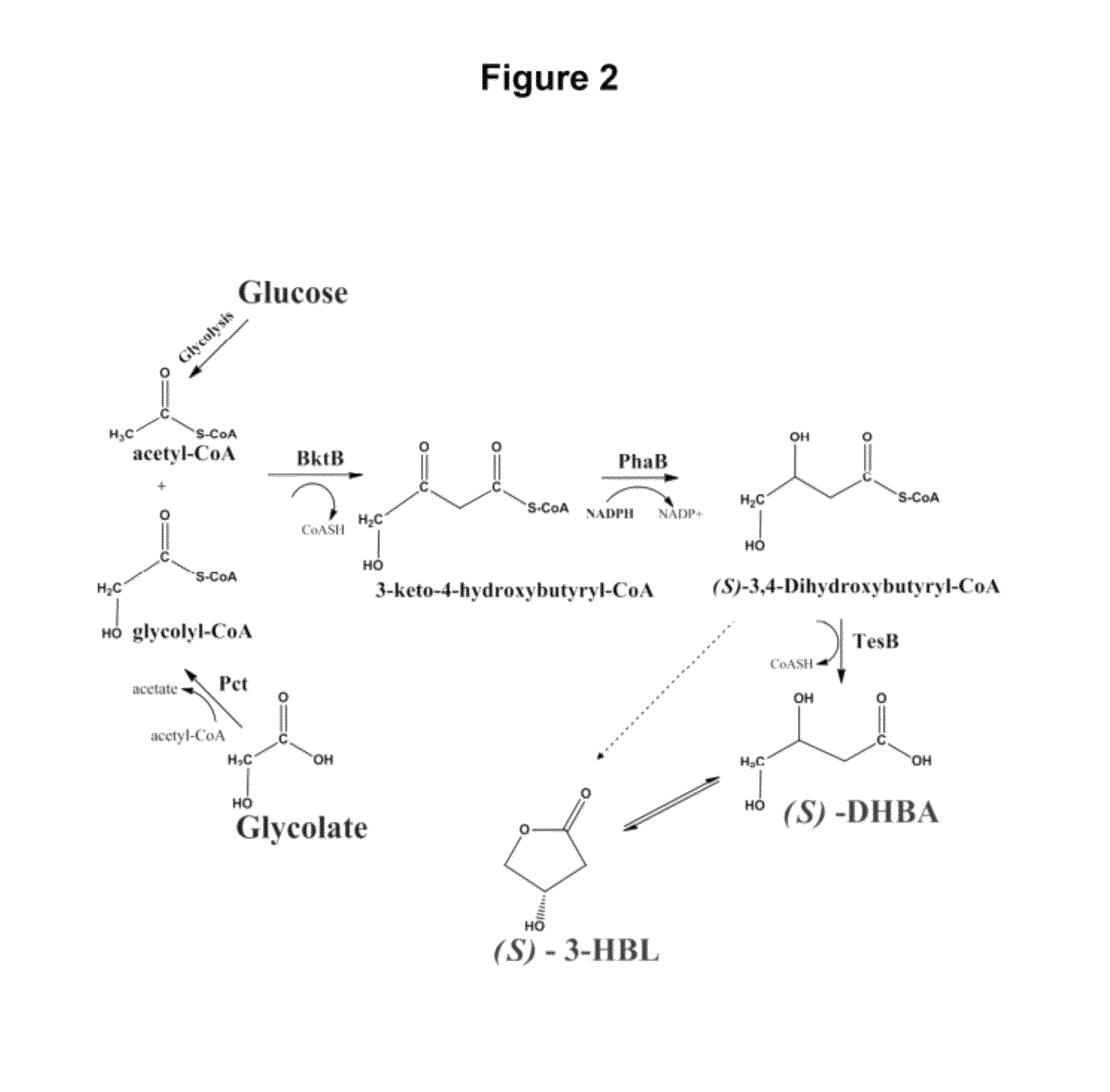 Microbial production of 3,4-dihydroxybutyrate (3,4-DHBA), 2,3-dihydroxybutyrate (2,3-DHBA) and 3-hydroxybutyrolactone (3-HBL)