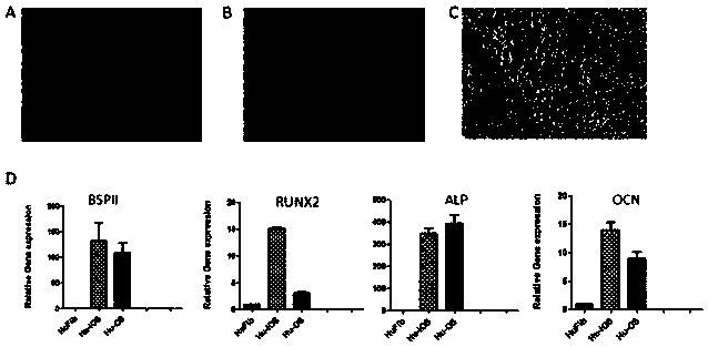 Small-molecular compound combination and method for inducing differentiated cells to prepare osteoblasts by using small-molecular compound combination