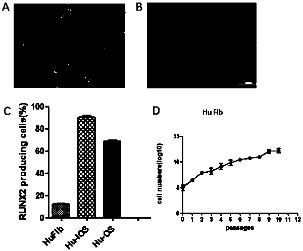 Small-molecular compound combination and method for inducing differentiated cells to prepare osteoblasts by using small-molecular compound combination