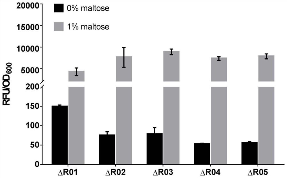 Construction and Screening of Mutant Library of Maltose Transcription Activator Malr and Its Application