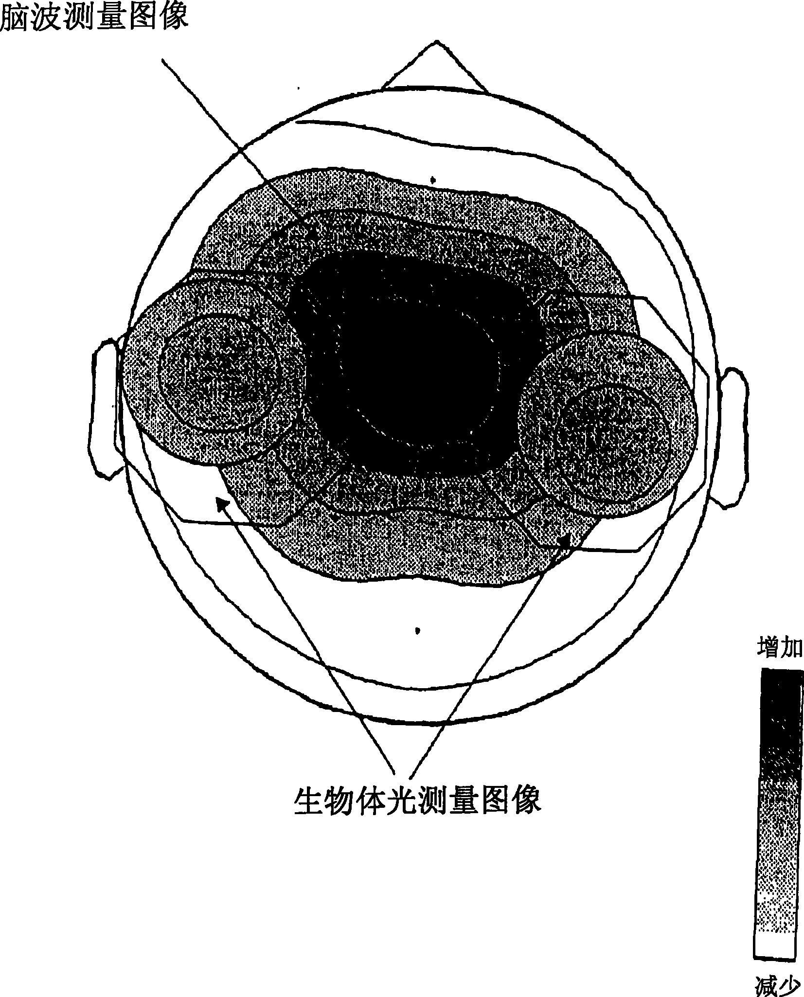 Organism information signal processing system comprising combination of organism light measuring device and brain wave measuring device, and probe used for same