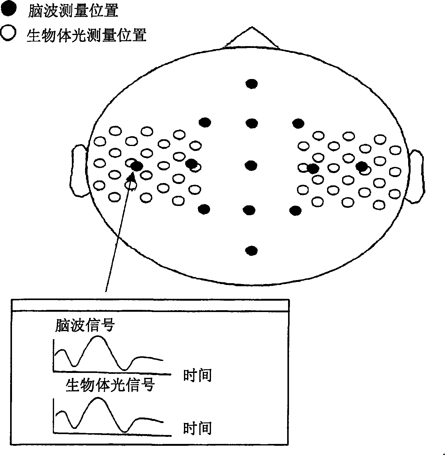 Organism information signal processing system comprising combination of organism light measuring device and brain wave measuring device, and probe used for same