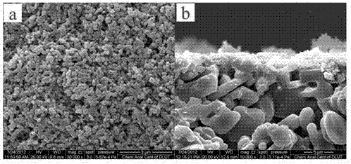 Seed crystal-free self-assembly hydrothermal synthesis method of hydrophilic zeolite membrane