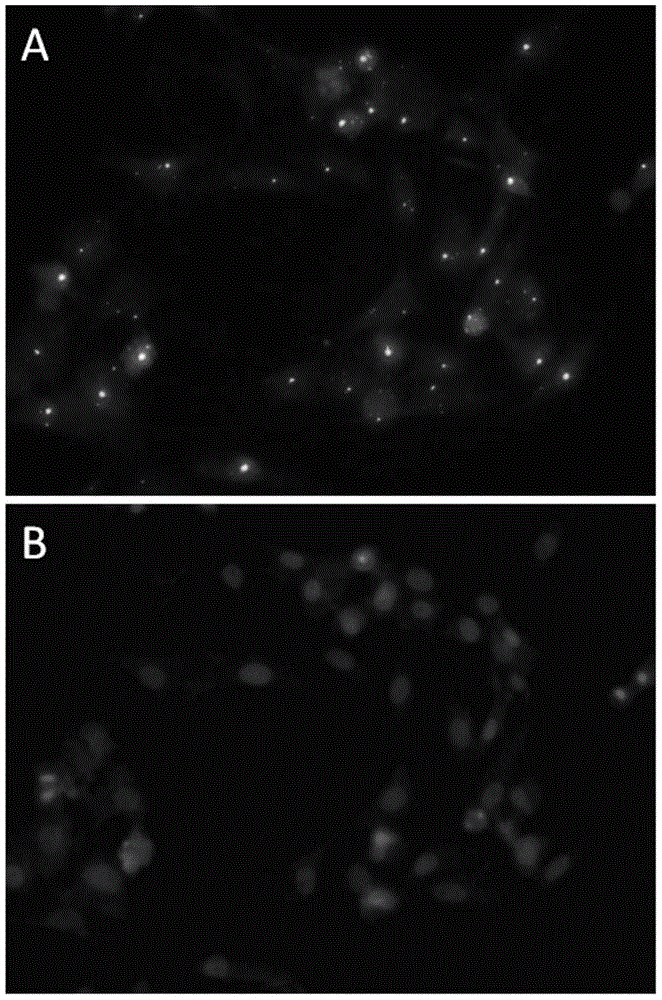 Cell line stably expressing Schmallenberg virus nucleocapsid protein and its application