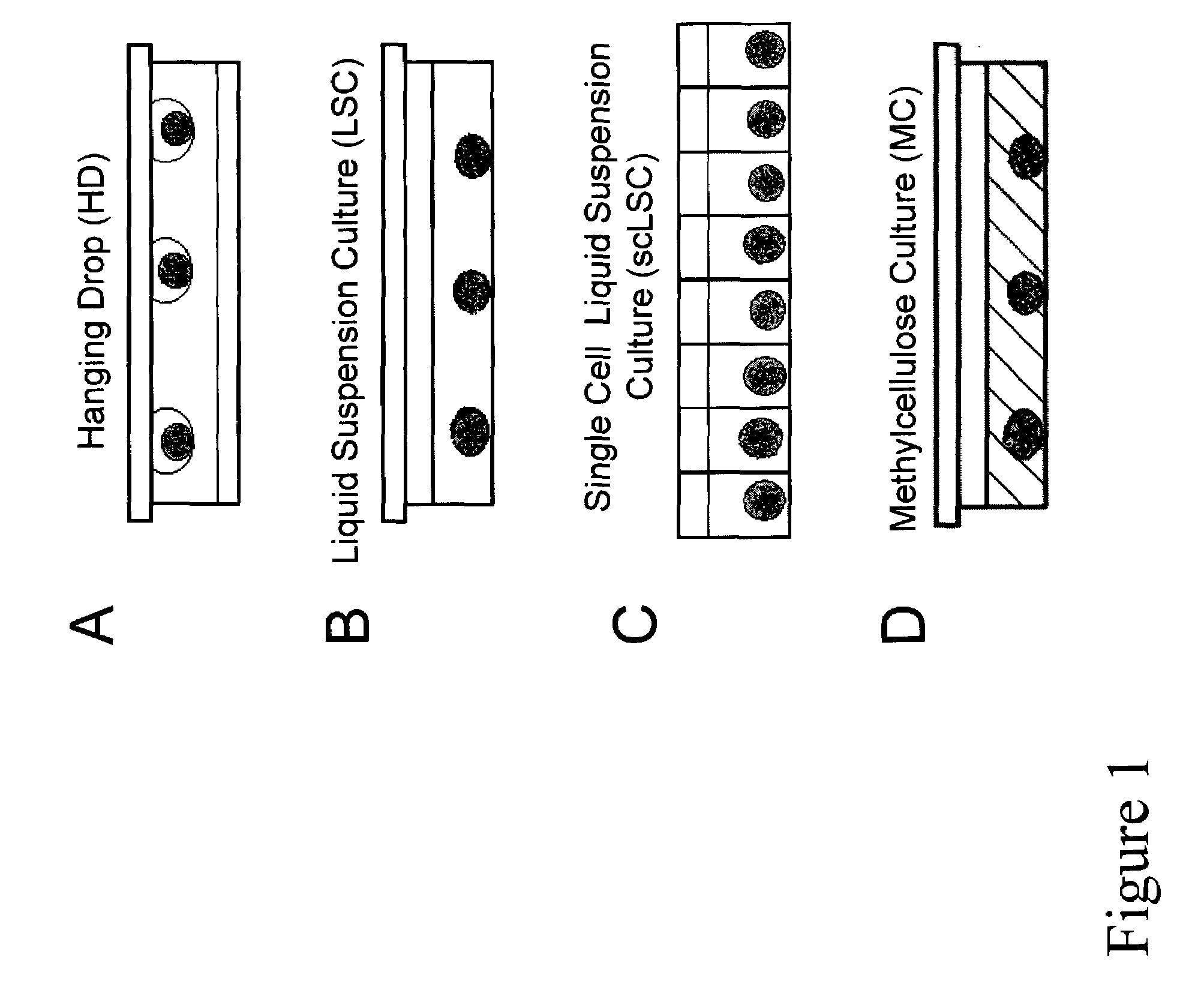 Bioprocess for producing uniform embryoid bodies from embryonic stem cells in a high density bioreactor