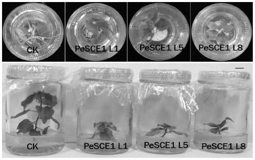 Key gene PeSCE1 for controlling formation of adventitious roots of poplars and plant height development and application of the key gene PeSCE1